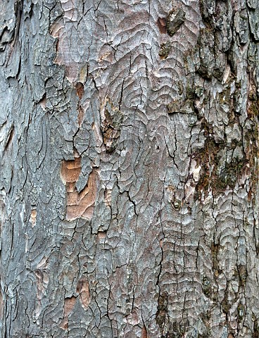 Detail_of_Magnolia_tree_trunk_and_bark