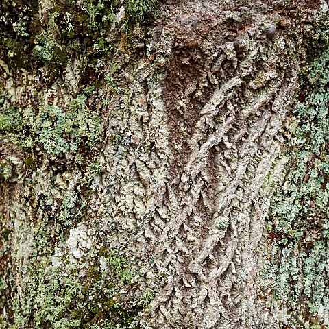 Detail_of_tree_trunk_and_lattice_bark