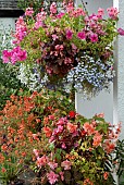 Hanging Baskets around front door in summertime, summer flowering annuals, pink blue white green foliage