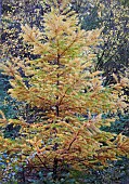 Larix occidentalis Larch tree