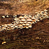 Sulphur Tuft fungus (Hyphaloma fasciculare)