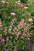 Herbacious border with Roses and Penstemon
