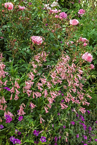 Herbacious_border_with_Roses_and_Penstemon