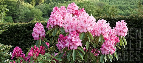 Woodland_Rhododendron__Doc_