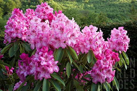 Woodland_Rhododendron__Doc_