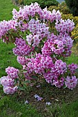 Woodland Rhododendron Pink Pearl