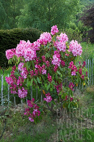 Woodland_Rhododendron_Doc