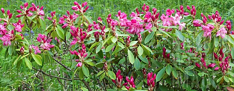 Rhododendron_Doc