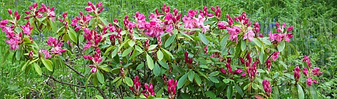 Rhododendron_Doc
