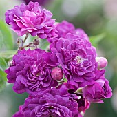 Rose Rosa Bleu Magenta