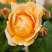 Rose Rosa Buttercup