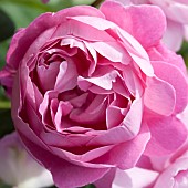 Rose Rosa Mary Rose