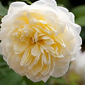 Rose; Rosa St Alban