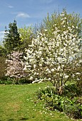 Magnolia trees in Spring
