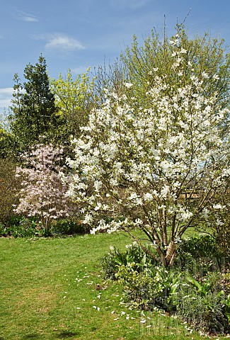 Magnolia_trees_in_Spring