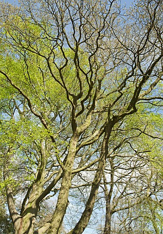 Mature_trees_with_new_growth_in_Spring