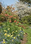 Border of spring bulbs with mature trees and lawns