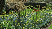 Borders of spring flowers, yellow daffodils, blue foget-me-nots and orange fritillaria