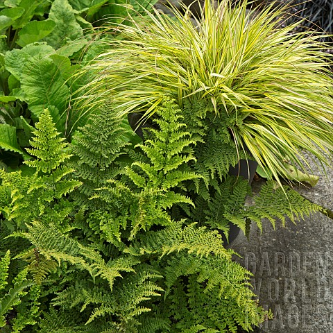 Plant_combination_golden_ornamental_grass_and_green_ferns
