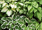Combination of varieties of Hosta creams and greens of foliage