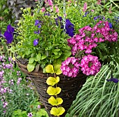Hanging basket of flowering annuals pinks and purples of Verbena Lobelia and Petunia