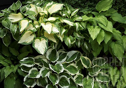 Combination_of_varieties_of_Hosta_creams_and_greens_of_foliage
