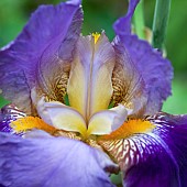 Perennial Bearded Iris Germanica