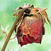 Dried Rose Rosa