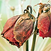 Dried Rose Rosa