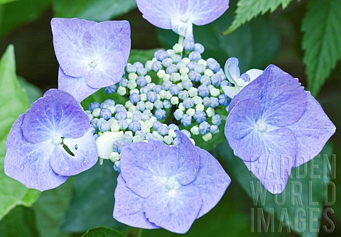 Plant_portraits_close_up_study_of_Hydrangea_Macrophylla_Teller_Blue
