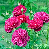 Rose Rosa William Shakespeare