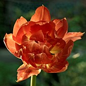 Tulipa Witts Glory Tulips