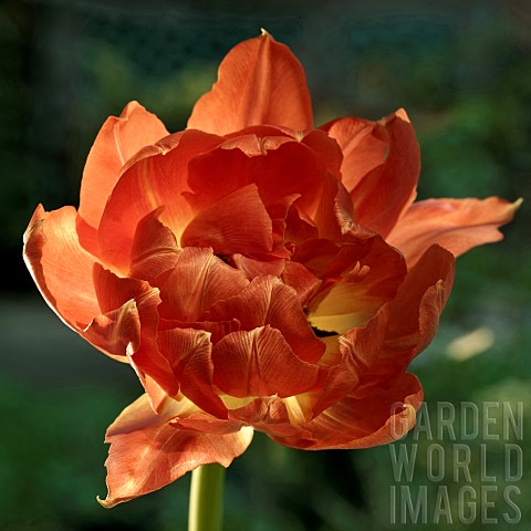 Tulipa_Witts_Glory_Tulips