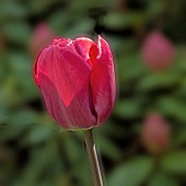 Tulip Tulipa Dutch Hot Pink