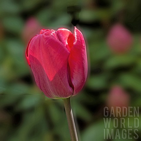 Tulip_Tulipa_Dutch_Hot_Pink
