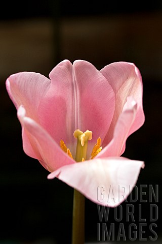 Tulip_Tulipa_Apricot_Impression