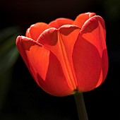 Tulip Tulipa Red Impression