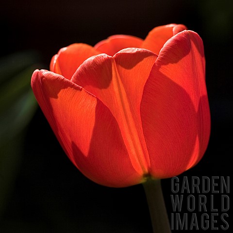 Tulip_Tulipa_Red_Impression