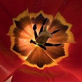 Tulip Tulipa Red Revival