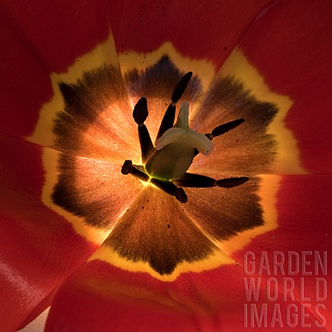 Tulip_Tulipa_Red_Revival