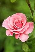 Rose, Rosa Tickled Pink