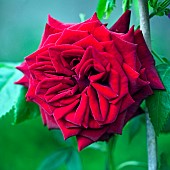 Rose Rosa Deep Secret