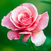 Rose, Rosa Tickled Pink