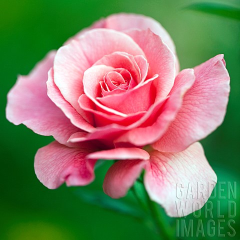 Rose_Rosa_Tickled_Pink