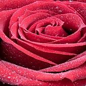 Close up petals Rosa rose