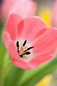 Close up Petals of Pink Tulip Tulipa