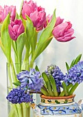 Close up Pink tulips yellow blue hyacinths