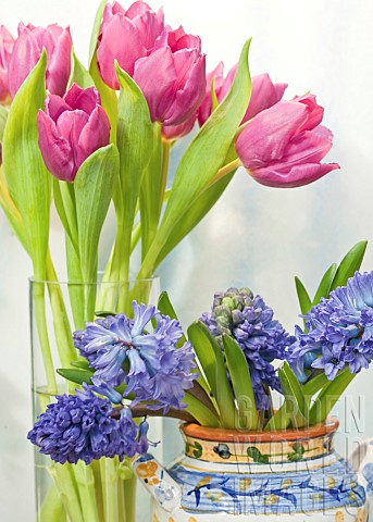 Close_up_Pink_tulips_yellow_blue_hyacinths