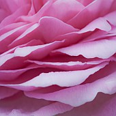 Close up Rose Eosa Petals
