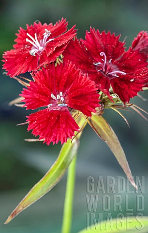 Sweet_William_red_with_white_centre